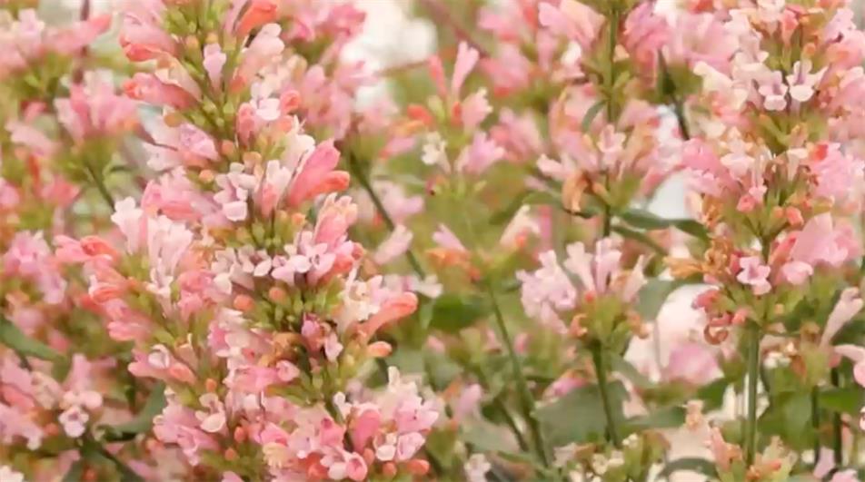 Agastache 'Pink Pearl'